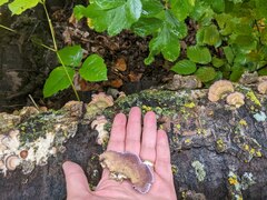 Trichaptum subchartaceum