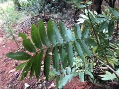 Pterocarya stenoptera
