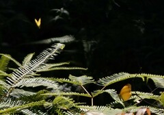 Dicranopteris linearis