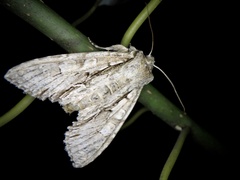 Meganephria extensa