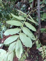 Pterocarya stenoptera