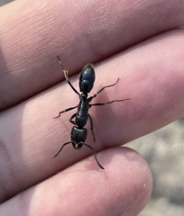 Paltothyreus tarsatus