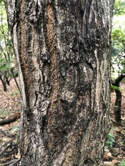 Pterocarya stenoptera