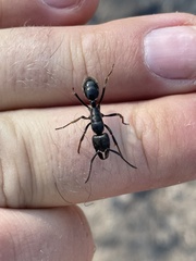 Paltothyreus tarsatus