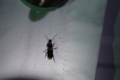 Stenomorphus californicus