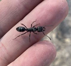 Paltothyreus tarsatus