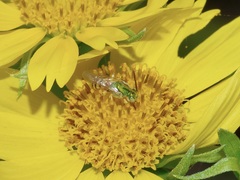 Agapostemon melliventris
