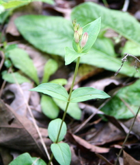Spigelia gentianoides gentianoides