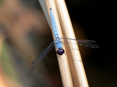 Brachydiplax duivenbodei