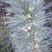 Longleaf Capegorse - Photo (c) Sally Adam, some rights reserved (CC BY-NC), uploaded by Sally Adam