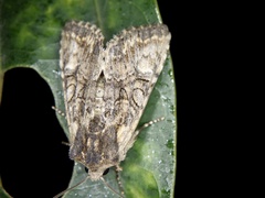 Nyctycia strigidisca