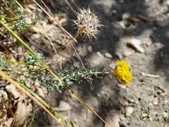 Eriophyllum confertiflorum