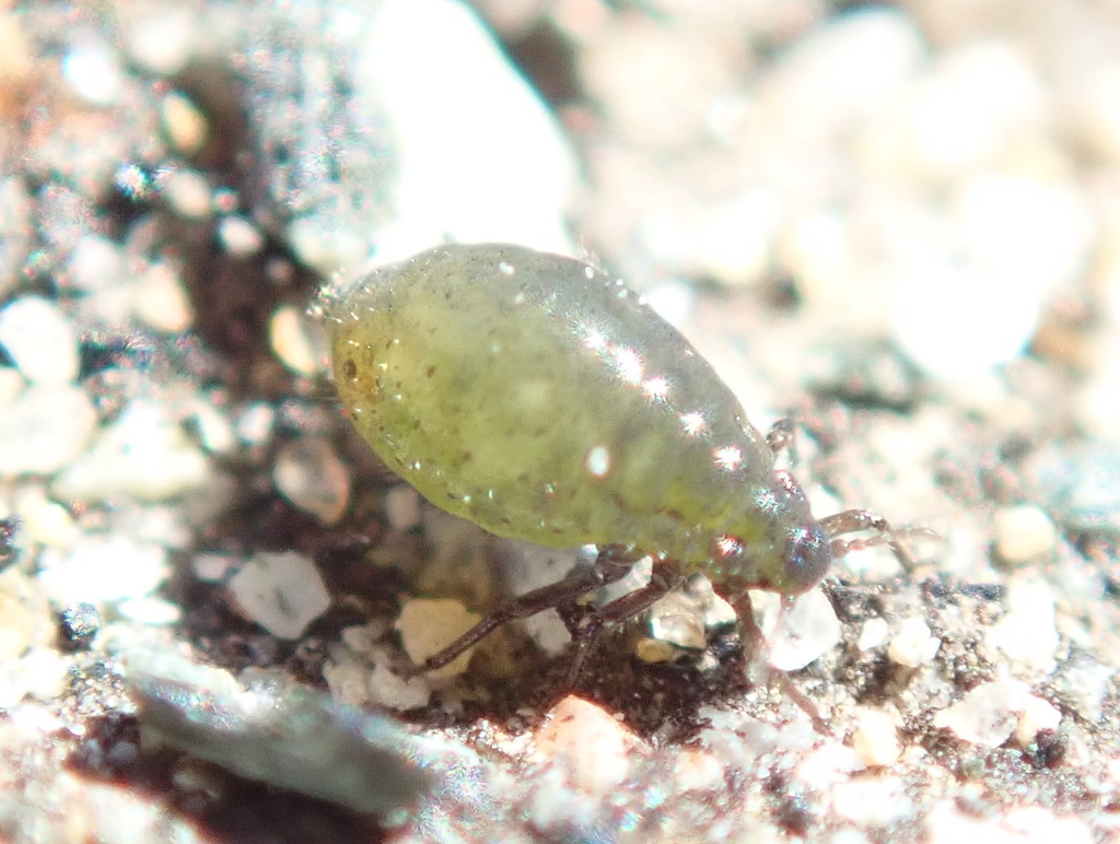 Manzanita Leafgall Aphid (Around Calabasas School Friends and Foes
