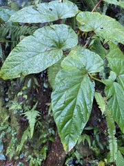 Begonia longifolia