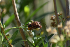 Chauliognathus discus discus
