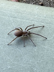 Kukulcania hibernalis