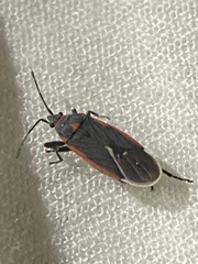 Melacoryphus lateralis