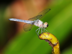 Brachydiplax duivenbodei