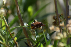 Chauliognathus discus discus