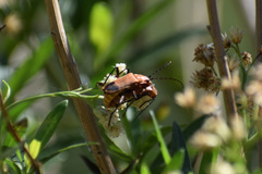 Chauliognathus discus discus