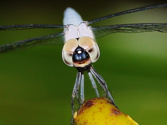 Brachydiplax duivenbodei