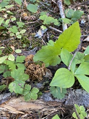 Ramaria testaceoflava