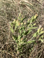 Brickellia eupatorioides texana