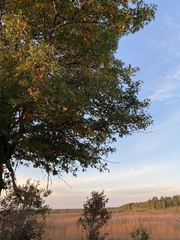 Quercus ellipsoidalis