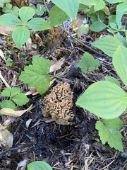 Ramaria testaceoflava