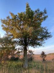 Quercus ellipsoidalis