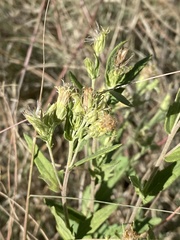 Brickellia eupatorioides texana