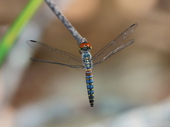 Brachydiplax denticauda