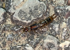 Labidura riparia