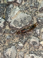 Labidura riparia