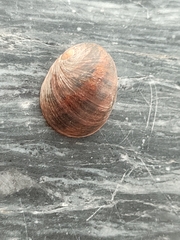 Nerita polita