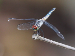 Brachydiplax denticauda