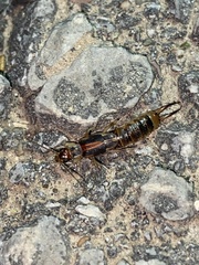 Labidura riparia