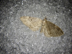 Eupithecia subfumosa