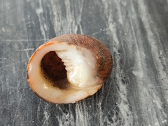 Nerita polita