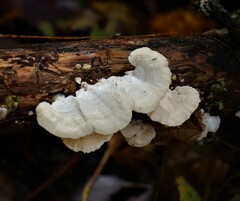 Trametes conchifer
