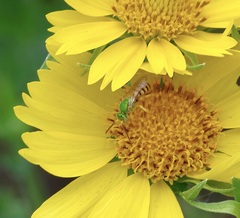 Agapostemon melliventris