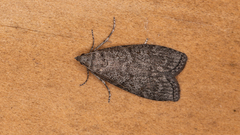 Heteromicta pachytera