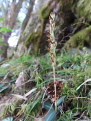 Goodyera nankoensis