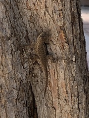 Sceloporus occidentalis