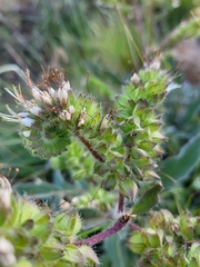 Phacelia imbricata