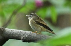 Muscicapa muttui