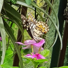 Papilio demoleus malayanus