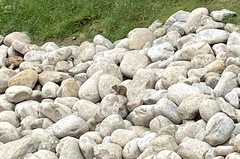 Otospermophilus beecheyi