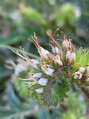 Phacelia imbricata