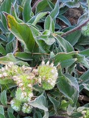 Phacelia imbricata